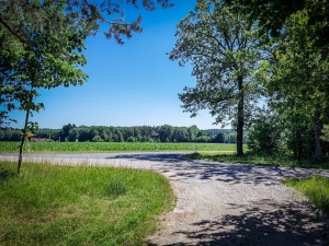 Weg aus dem Wald hinaus