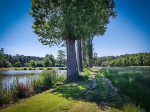 Baum-Allee am Weiher