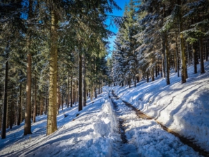 Wieder flacher am Hang entlang durch den Wald