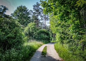 Breiter Weg durch Hecken