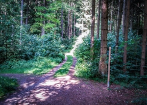 An erster Abzweigung im Wald links