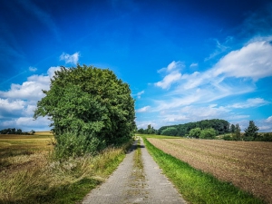 Weg an Hecke entlang