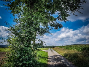 Mit gepflasterten Weg nach links