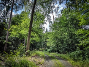 Weg im lichten Wald