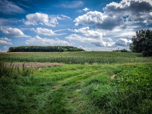 Wiesenweg Kurve