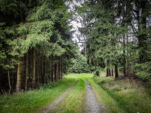 Weg in den Wald