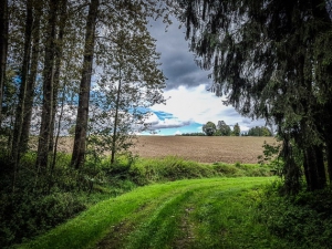 Aus dem Wald hinaus