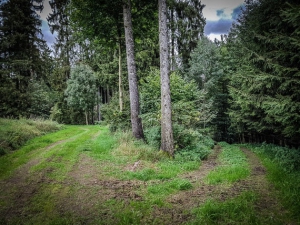 An Gabelung im Wald nach rechts unten