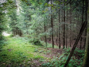 Sehr naturbelassener Weg