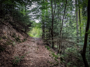 Wanderweg zum Ort Stein