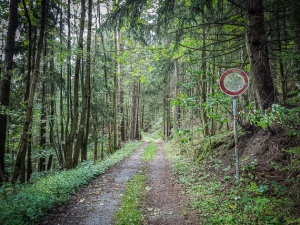 Rückweg im Wald