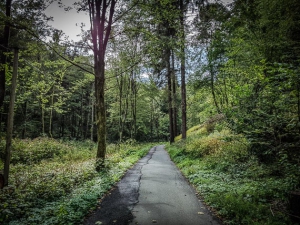 Geteerter Weg in den Kurpark