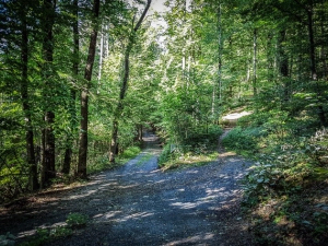 Wegkreuzung im Wald