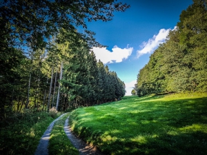 Waldschneise mit Wiese