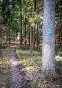 Weg durch den Wald