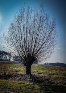 An „Knollenbaum“ vorbei