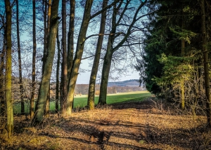 Am nächsten Waldrand