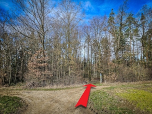 Am Waldrand angekommen, geht es ziemlich geradeaus hinein