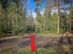 Im Wald über die Kreuzung geradeaus und weiter bergab