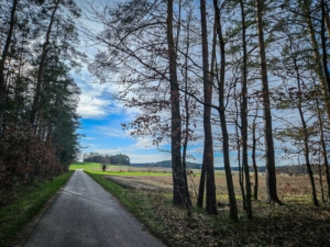 Erneute kurze Etappe durch den Wald