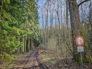 Weg in den lichten Wald