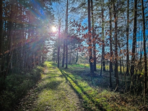 Noch kurz durch den Wald, dann aus dem Wald hinaus und direkt zum Ort wandern