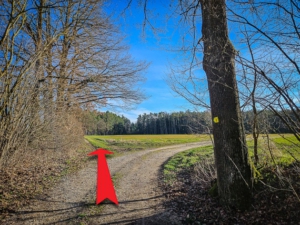 An Gabelung außerhalb der Hecken links weitergehen an Hecke entlang