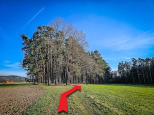 An der nächsten Wald-Ecke nach rechts