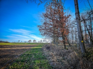 Am Waldrand entlang bergauf