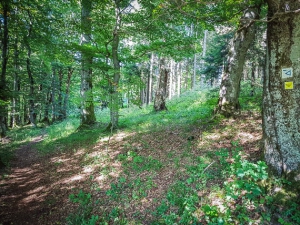 Waldpfad hinter Parkplatz