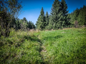 Der Wald lichtet sich
