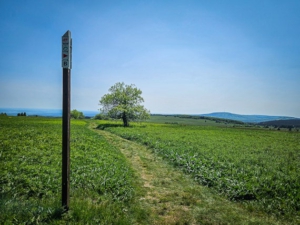 Vom Heidelstein Gipfelplateau bergab mit Ausblick