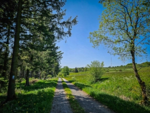 Am Waldrand mit Wegweisern am Baum