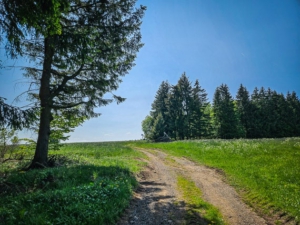 An den Waldrändern entlang nach oben mit Seitenwechsel