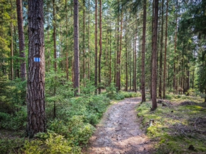 Wanderweg bergab