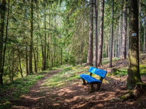 Weg im Wald Ruhebank