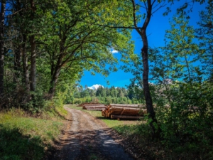 Feldweg in Richtung Kemmitzenstein