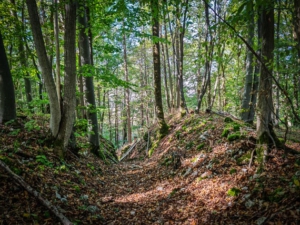 Hohlweg im Wald bergab