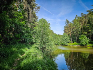 Weg zwischen Waldrand und Teichen entlang