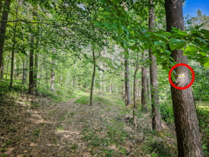 Weg führt schräg links, sanft bergauf, in den Wald hinein