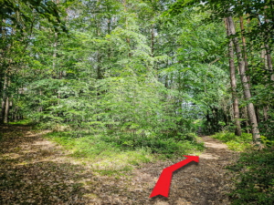 An der Gabelung im Wald nach rechts gehen
