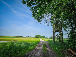 Weg außerhalb des Waldes in Richtung Landstraße