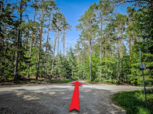 Über große Kreuzung im Wald geradeaus hinweg