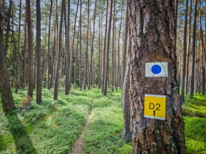 Mit beiden Wegweisern weiter leicht bergab durch den Wald