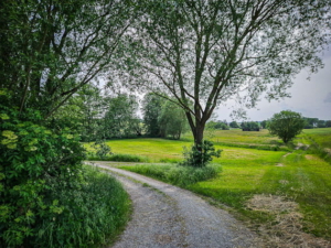 Linkskurve nach unten zwischen den Weihern hindurch