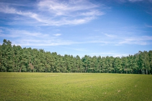 Weite freie Fläche vorm Wald