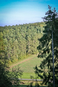 Blick aus dem Wald