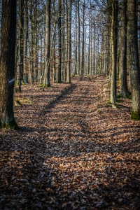 Weg durch den lichten Wald