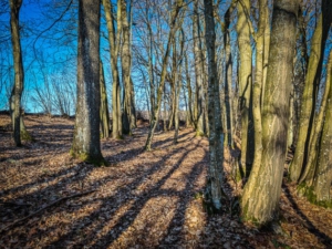 Schöner Pfad durch den Hangwald