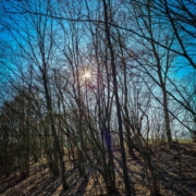 Viel Licht im Wald am Hang